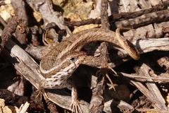 Leiocephalus personatus