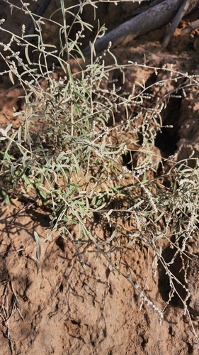 kapok bush
