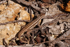 Leiocephalus personatus