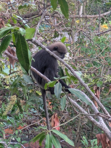 Purple-faced Langur