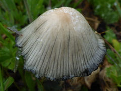 Coprinellus flocculosus