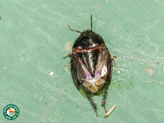 Macroscytus