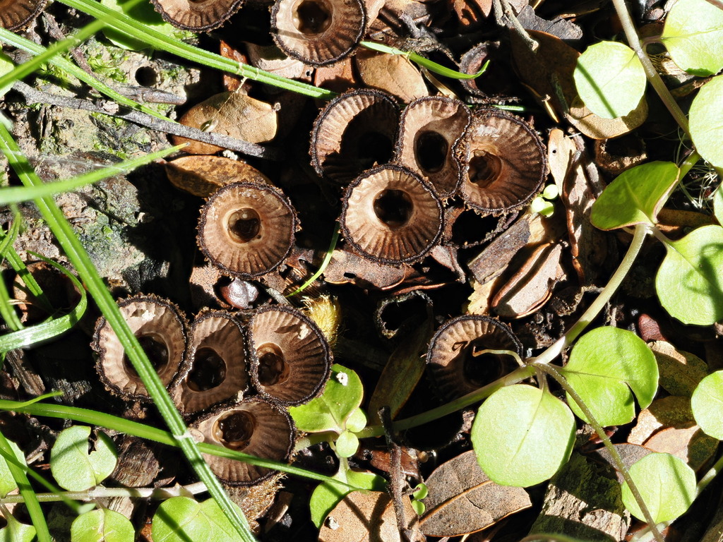Cyathus striatus · April 2026 · photo: © lindammead (iNaturalist, cc-by-sa)