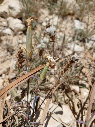 Dianthus monadelphus, photograph 5