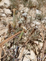 Dianthus monadelphus, photograph (c) yelena_antipova, some rights reserved (CC BY)