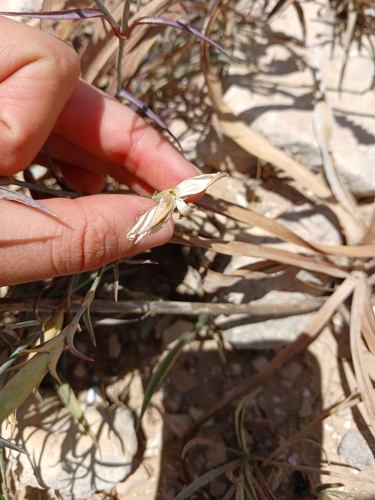 Dianthus monadelphus, photograph 6