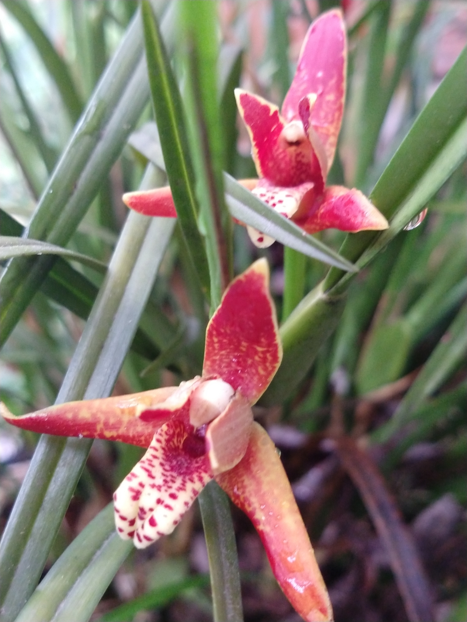 Coconut Orchid (Maxillaria tenuifolia) · iNaturalist United Kingdom