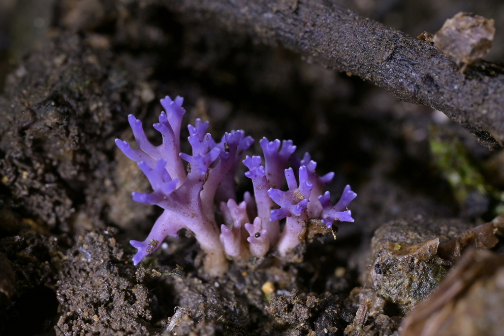 Ramariopsis pulchella · April 2026 · photo: © christopherstephens (iNaturalist, cc-by)