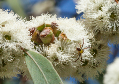 Eucalyptus radiata radiata