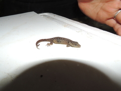 Pseudogonatodes guianensis