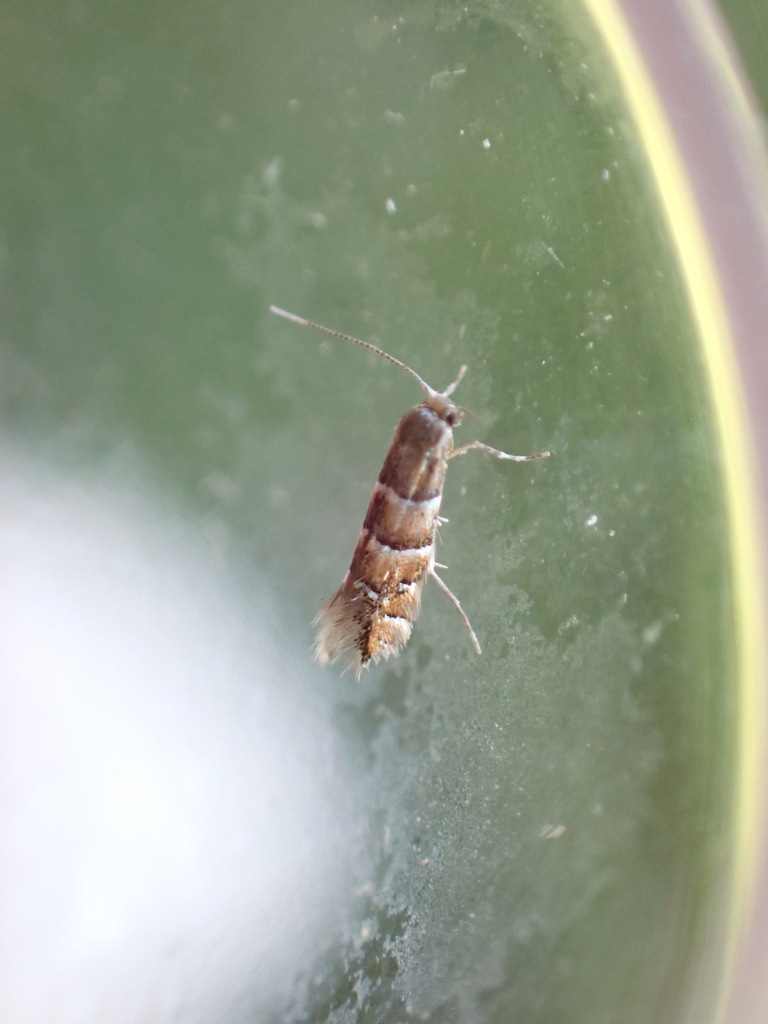 Small Alder Midget