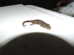 Pseudogonatodes guianensis