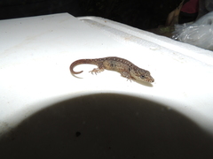 Pseudogonatodes guianensis