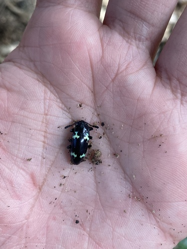 Episcapha mausonica