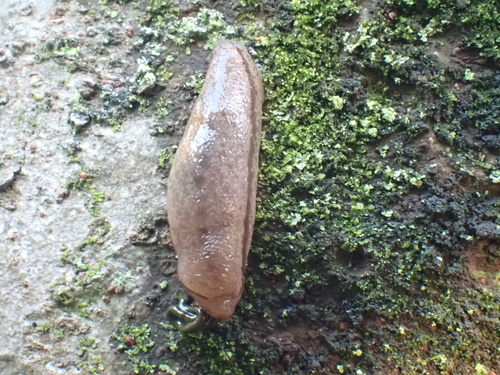 Meghimatium bilineatum