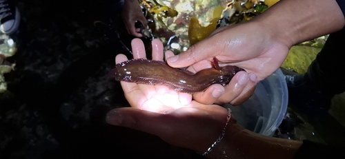 Snaky klipfish (Blennophis anguillaris) — Clinidae