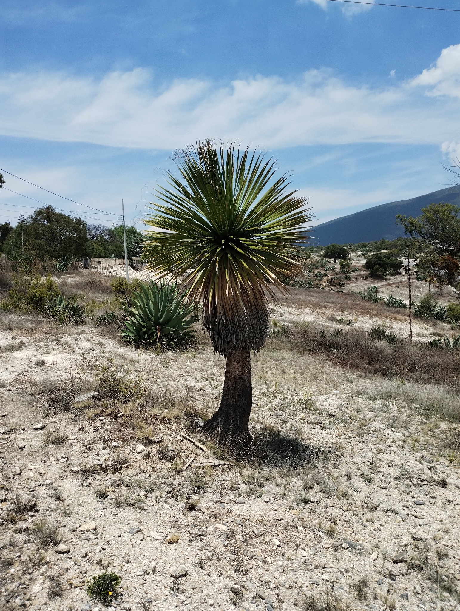 Ponytail palm