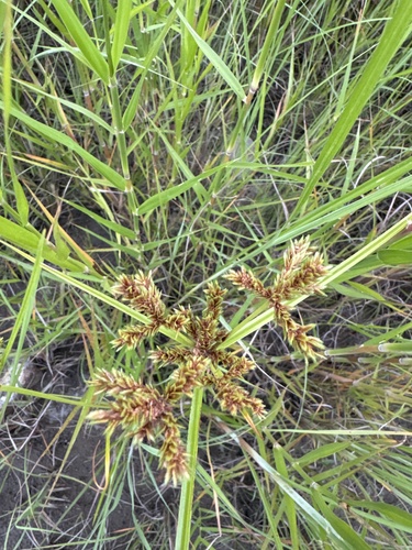 Cyperus imbricatus, photograph 2