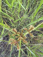 Cyperus imbricatus, photograph (c) 沈玟伶(Wen-Ling Shen), some rights reserved (CC BY)