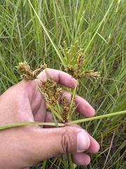 Cyperus imbricatus, photograph (c) 沈玟伶(Wen-Ling Shen), some rights reserved (CC BY)