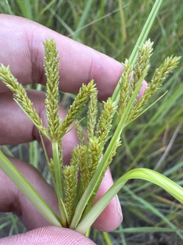 Cyperus imbricatus, photograph 4