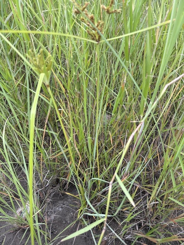 Cyperus imbricatus, photograph 5