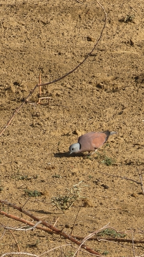 Red Collared-Dove