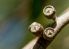 Eucalyptus radiata radiata