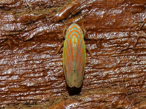 Linnavuoriella arcuata observed 2026-05-01