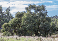 Eucalyptus radiata radiata