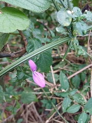 (c) Margaret Burger, some rights reserved (CC BY-SA) Dicliptera cernua, photograph (c) Margaret Burger, some rights reserved (CC BY-SA)