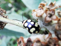Alagoasa bipunctata perennis