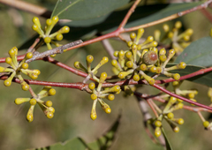 Eucalyptus radiata radiata