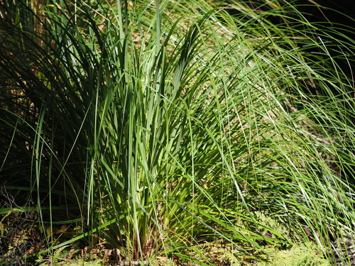 Gahnia setifolia, photograph 2