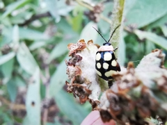 Alagoasa bipunctata perennis