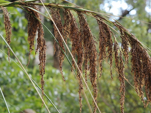 Gahnia setifolia, photograph 3