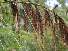 Gahnia setifolia, photograph (c) Linda Mead, some rights reserved (CC BY-SA)