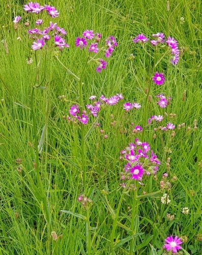 Senecio polyodon iNat (3)