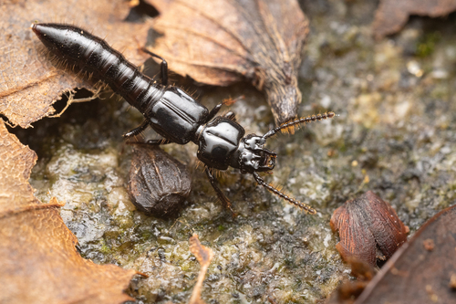 Priochirus, 2025-10-23