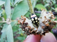 Alagoasa bipunctata perennis