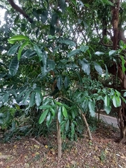 (c) Margaret Burger, some rights reserved (CC BY-SA) Tabernaemontana ventricosa, photograph (c) Margaret Burger, some rights reserved (CC BY-SA)