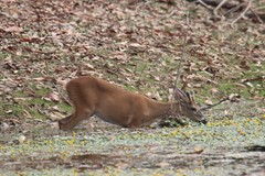 Odocoileus virginianus