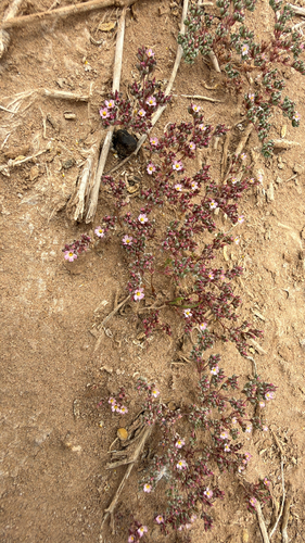 Frankenia pulverulenta, photograph 5