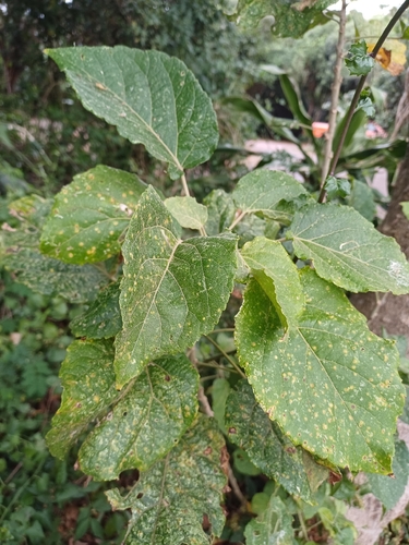Croton sylvaticus, photograph 1