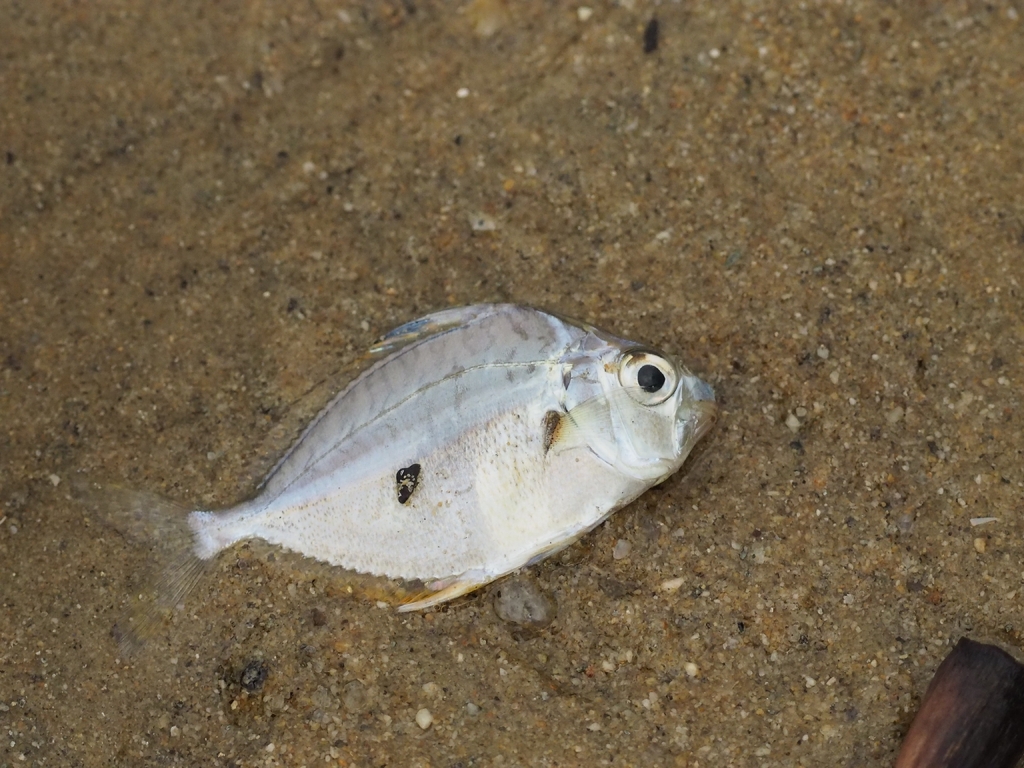 Black tipped ponyfish (Eubleekeria splendens) — Leiognathidae