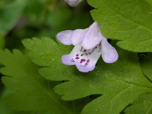 Glechoma grandis, photograph 5