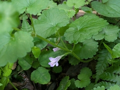 Glechoma grandis, photograph (c) plant 0302, some rights reserved (CC BY)