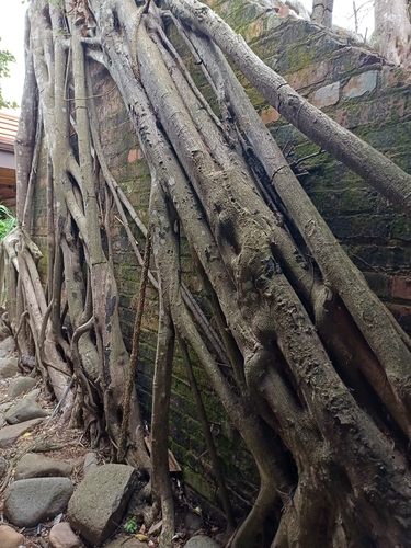 Ficus natalensis