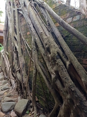Ficus natalensis, photograph (c) Margaret Burger, some rights reserved (CC BY-SA)