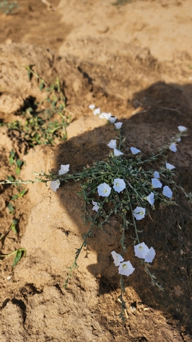 Prostrate Bindweed
